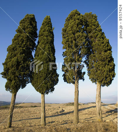 typical tuscan landscape 9557424