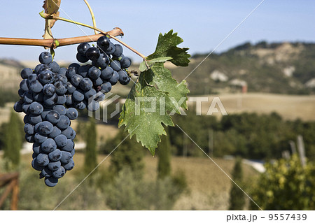 merlot grapes on the vine merlot grapes on the vine 9557439