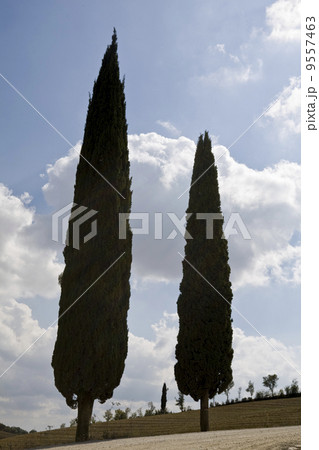 cypress trees on the hill top - typical tuscan landscape 9557463
