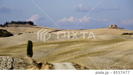 lonely cypress tree in hill - typical tuscan landscape. 9557477