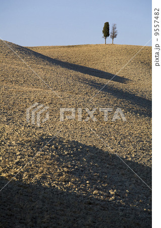 cypress trees on the hill top - typical tuscan landscape 9557482
