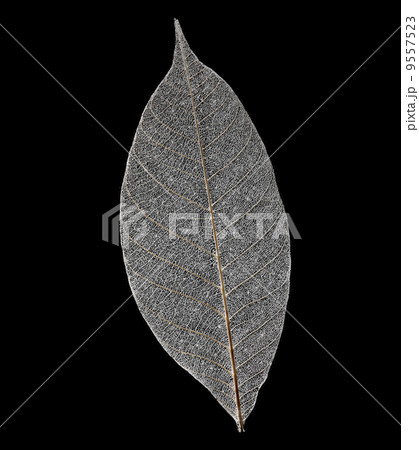 Dry transparent leaf isolated on black background 9557523
