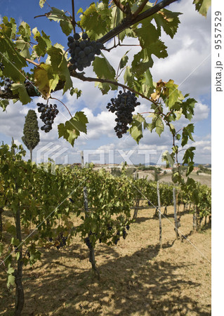 Vine of grapes under the sun Vine of grapes under the sun 9557529
