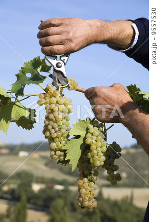 Harvester hands cutting grapes 9557530