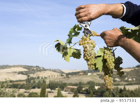Harvester hands cutting grapes 9557531