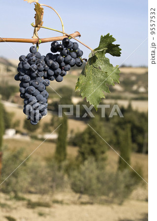 merlot grapes on the vine 9557532