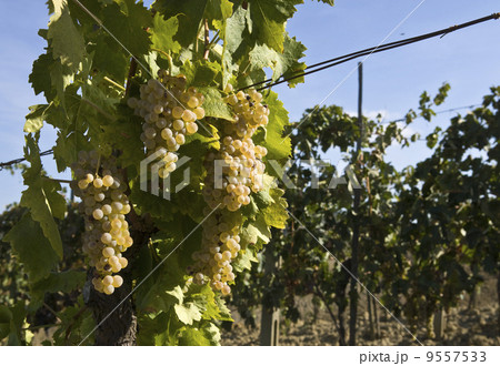 Close-up of green grapes on grapevine in vineyard Close-up of green grapes on grapevine in vineyard 9557533