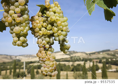 Close-up of green grapes on grapevine in vineyard 9557535