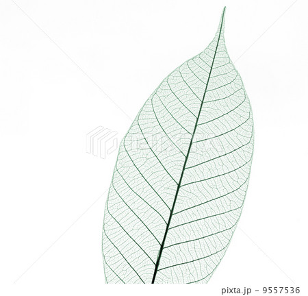 green leaf macro 9557536