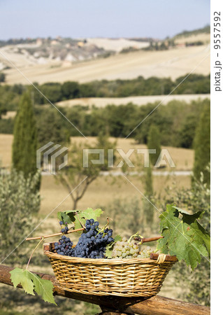 baskets of grapes 9557592