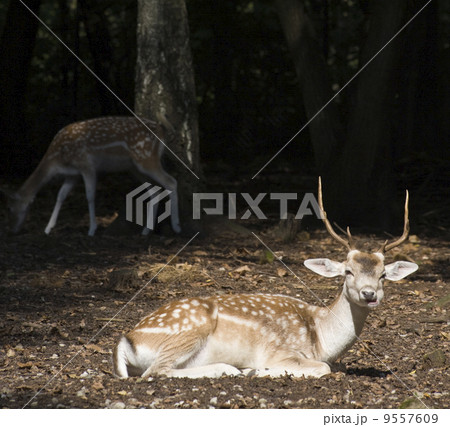 White Tail Deer Buck 9557609