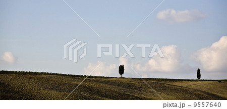 cypress trees on the hill top - typical tuscan landscape 9557640