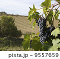 merlot grapes on the vine 9557659