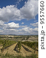 Beautiful vineyard in Italy 9557660