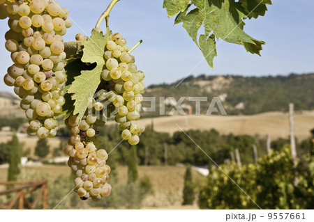 Close-up of green grapes on grapevine in vineyard 9557661