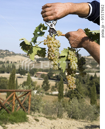 Harvester hands cutting grapes 9557662