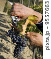 Harvester hands cutting grapes 9557663
