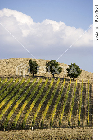 Beautiful vineyard panoramic in Italy... 9557664