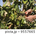 Harvester hands cutting grapes 9557665