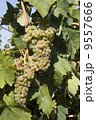 Close-up of green grapes on grapevine in vineyard 9557666