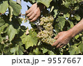 Harvester hands cutting grapes 9557667