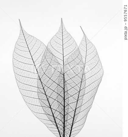 Dry transparent leaves isolated on white background. 9557671