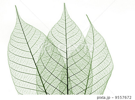 green leaves macro 9557672