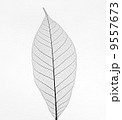 Dry transparent leaf isolated on white background 9557673