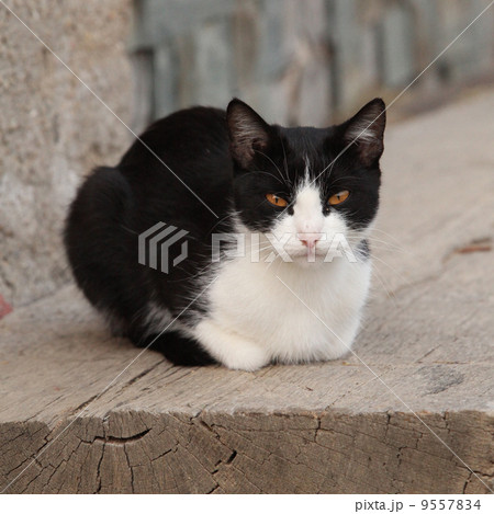Black and white cat looking at you 9557834