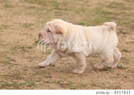 Nice sharpei puppy running Nice sharpei puppy running 9557835