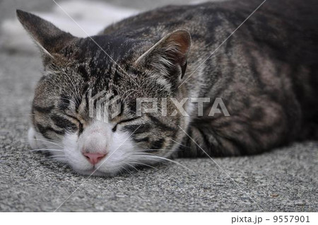 お昼寝ＺＺＺ 9557901