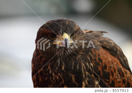 Train a hawk Train a hawk 9557913