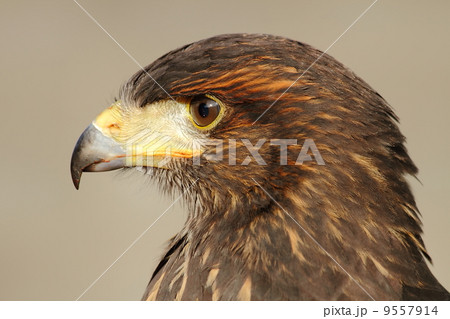 Train a hawk 9557914