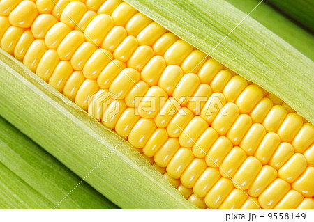とうもろこし とうもろこし 9558149