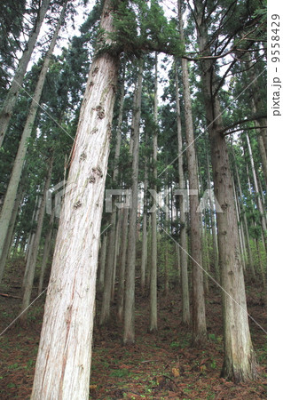 管理されてきれいな杉林 管理されてきれいな杉林 9558429