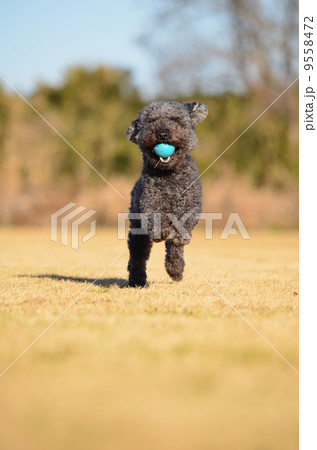 とったよ~♪ とったよ~♪ 9558472