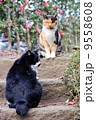 三毛猫と黒猫 9558608