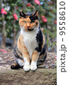 猫 9558610