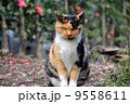 三毛猫 9558611