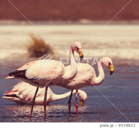 Flamingo Flamingo 9559622