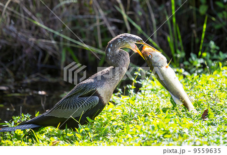 Anhinga Anhinga 9559635