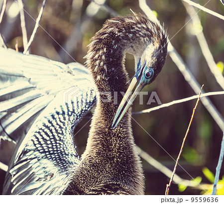 Anhinga Anhinga 9559636