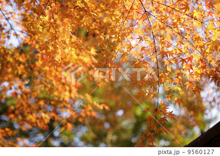 京都紅葉 9560127