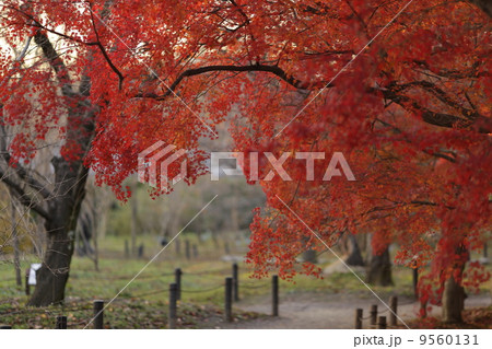 京都紅葉 京都紅葉 9560131