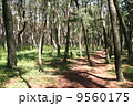 高田松原の松林（2008年7月） 9560175