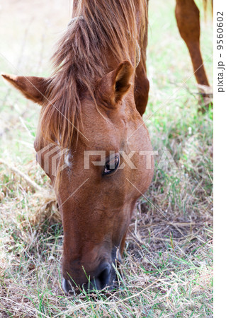 head of a brown horse 9560602
