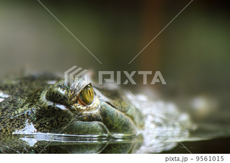 aligator eyes 9561015