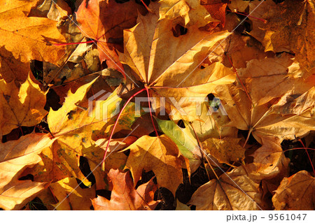 autumn color leaves autumn color leaves 9561047