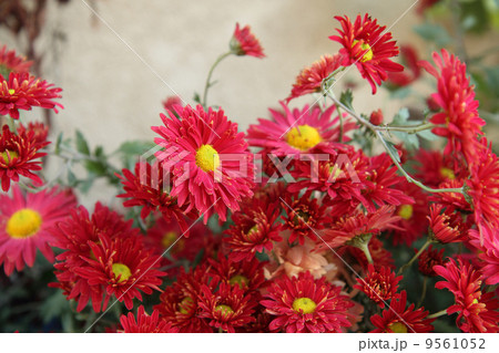 red flowers 9561052