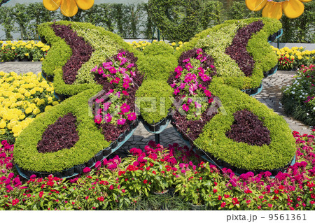 Bunch of colorful flowers in butterfly shape 9561361